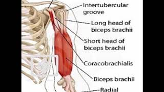 Two Minutes of Anatomy Bicipital Groove [upl. by Laniger]