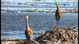 HORICON MARSH DIKE ROAD [upl. by Therine333]