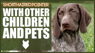 Training a German Shorthaired Pointer Tips and Tricks [upl. by Eidderf]