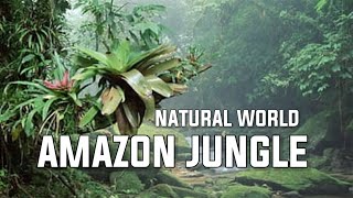 Amazon Jungle  Natural World  Jungle Relaxon Video  Fresh Forest [upl. by Ferna]