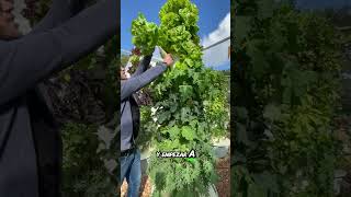 Hidroponia para todos cultivarencasa plantas cultivohidroponico cultivaencasa agriculture [upl. by Onitnevuj]