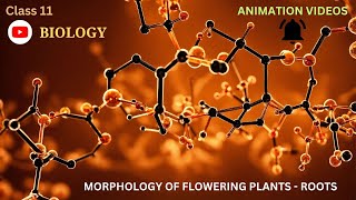 CBSE Class 11  Biology  Morphology of Flowering PlantsRoots  Animation  in English [upl. by Plank]