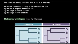 Homology vs Homoplasy  Cladogram vs Phylogram [upl. by Krall246]