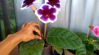 Planta gloxinia como cultivar [upl. by Ahsatsan]