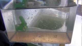 Raise Brine Shrimp Indoors to Adults easy and almost free [upl. by Lovering]