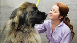 Bathing a MASSIVE horse dog  Leonberger [upl. by Alana205]