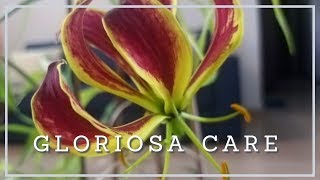 GLORIOSA CARE INDIA HindiUrdu  How To Grow Flame Lilly [upl. by Eiboh347]