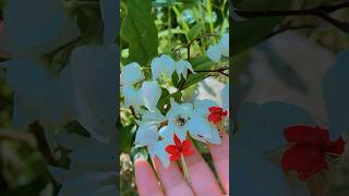 Bleeding 🩸 Heart vine flower flute music instrumental song food whenflowersbloomithinkoft♥️ [upl. by Eilliw]