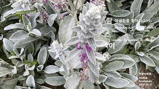 람즈이어 Stachys byzantina 야생화를 찾아서219 in search of wildflowers 한밭수목원 Hanbat Arboretum [upl. by Harilda]