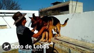 Pastores Alemanes del Coto de Lobos [upl. by Kcireddor]