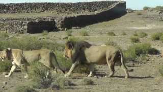 Karoo National Park Lions  Nov 2012 [upl. by Arrais]