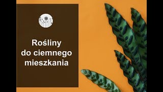 Rośliny do ciemnego mieszkania Jakie kwiaty do cienistego domu [upl. by Amitarp]