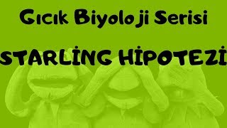 Gıcık Biyoloji Serisi  Starling Hipotezi [upl. by Atilek663]