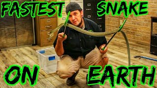 New Venomous Reptile Unboxing BLACK MAMBA [upl. by Kesia]