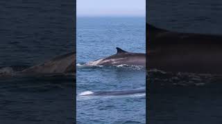 Fin Whales by the Boat  4719 [upl. by Ramedlav]