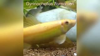 Gold Algae Eater（Gyrinocheilos Aymonieri）feeding in fish tank [upl. by Aisatsana]