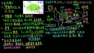 高一生物14觀念05NADPH光反應與暗反應之間的橋梁 [upl. by Sprung]