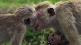 Baby Macaque Bullied  BBC Earth [upl. by Rafaello113]