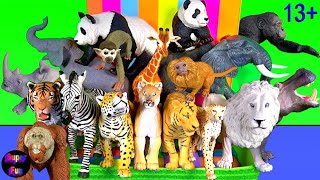 Animals  Lion Tiger Elephant Jaguar Cheetah Monkey Chimp Orangutan Rhino Hippo Giraffe Zebra 13 [upl. by Lilllie624]