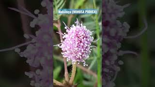 MAKAHIYAMIMOSA PUDICASHAMEPLANTplantsmakahiyasensitiveplantcommonweedpinkfloweryoutubevideo [upl. by Ellehcor221]