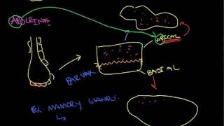 Glandular Epithelial Tissue [upl. by Yramliw]