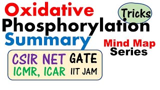 Oxidative phosphorylation and its mechanism [upl. by Sloatman153]