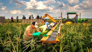 How Indiana Farmers Harvest Over 15 Million Acres Of Farmland  American Farming [upl. by Ramed614]