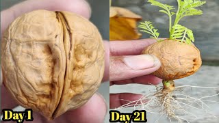 The Propagation Process of Walnut Tree from Seed  How to Grow Walnut Seed at Home [upl. by Beacham]