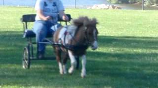 Go go pony Driving Saber the mini horse at a canter [upl. by Anayaran]