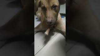 my dog titidong like tabaco cigarette shortvideo [upl. by Eednim938]