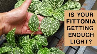 FITTONIA PLANT LIGHT GUIDE  Is your plant getting enough light [upl. by Azarria]