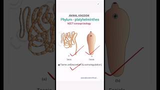 Phylum Platyhelminthes important points and examples  Animal kingdom class11 biology neet shorts [upl. by Geoffry745]