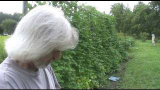 Canning Beans With Mom [upl. by Glennie217]