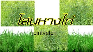 โสนหางไก่jointvetchวัชพืชนาข้าว [upl. by Pellegrini]