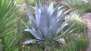 AGAVES an overview [upl. by Euqinomahs]