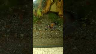 A ramshorn snail cleaning the tank noanimalsharmed snail fishkeepinghobby [upl. by Matless932]