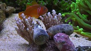 Gobiodon citrinus in a reef aquarium [upl. by Nylave153]