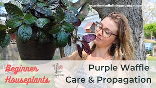 How to Propagate Purple Waffle Plant  Strobilanthes alternata Care amp Repotting [upl. by Hgieliak]