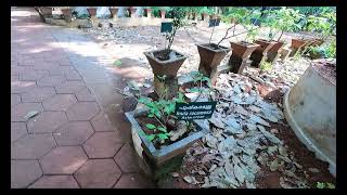 herbal plant in kerala [upl. by Olfe446]