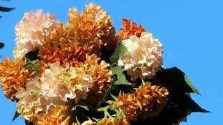 Dombeya Flowering Season EndsDrying Brown Flower Clusters [upl. by Neveda]