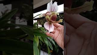 Paphiopedilum e twinkle bem floridas [upl. by Azila]