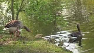 Raising Geese in Utterslev Mose Denmark 2007 [upl. by Mcnamee]