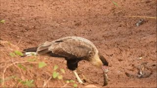 CARCARÁ VS PEIXE  Aves Brasileiras  Brazilian Birds [upl. by Gasper888]