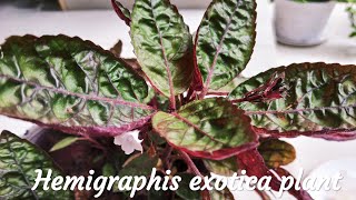 Hemigraphis exotica plant  Purple Waffle Plant Care  Malayalam [upl. by Arahs]