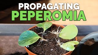 How to Propagate Peperomia 2 Easy Methods [upl. by Rehm]