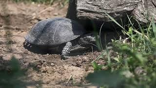 Plazia sa Slovenskom  1 diel korytnačka močiarna Emys orbicularis [upl. by Fradin874]