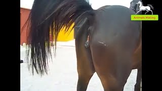 World Wildlife  Horse species mating season 1  Wonderful farm [upl. by Imac441]