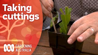 Softwood hardwood and semihardwood cuttings  Gardening 101  Gardening Australia [upl. by Lindley182]