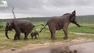 A Whirlwind of Elephant Commotion as Heavy Rain Pours Over Lundi amp Phabeni’s Meeting [upl. by Eillit156]