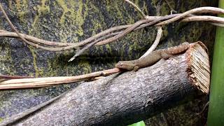 Lepidodactylus lugubris vocalizations [upl. by Icnan]